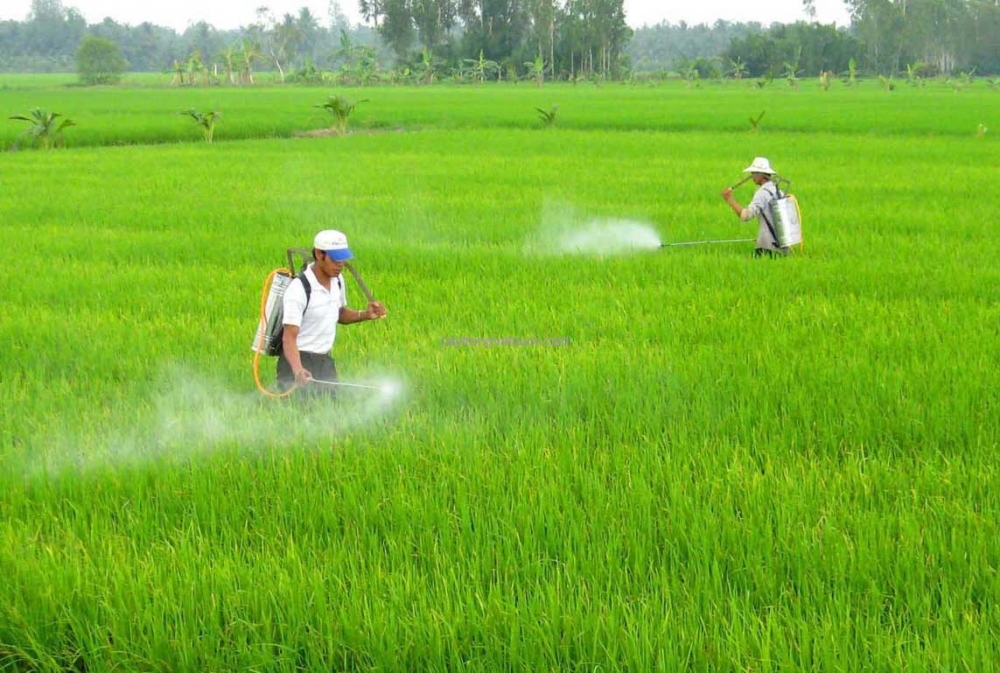Xử lý nghiêm các trường hợp vi phạm về sản xuất, kinh doanh phân bón giả