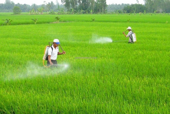 Đồng bằng sông Cửu Long: Vẫn diễn ra tình trạng lạm dụng phân bón, thuốc bảo vệ thực vật