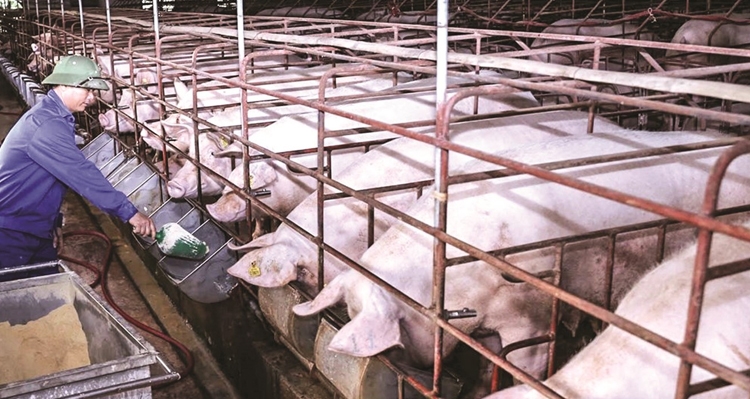 Giá lợn hơi hôm nay 17/5: Tăng giảm trái chiều
