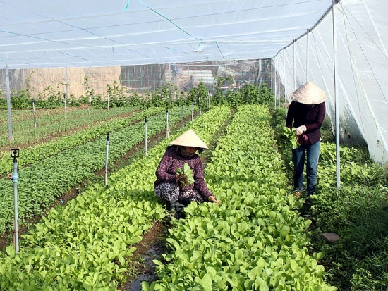 Hà Nội: Hơn 2.144 tỷ đồng cho phát triển kinh tế xã hội vùng đồng bào dân tộc thiểu số và miền núi giai đoạn 2021-2025