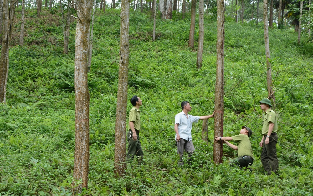 Kinh tế dưới tán rừng: Tiềm năng còn bỏ ngỏ