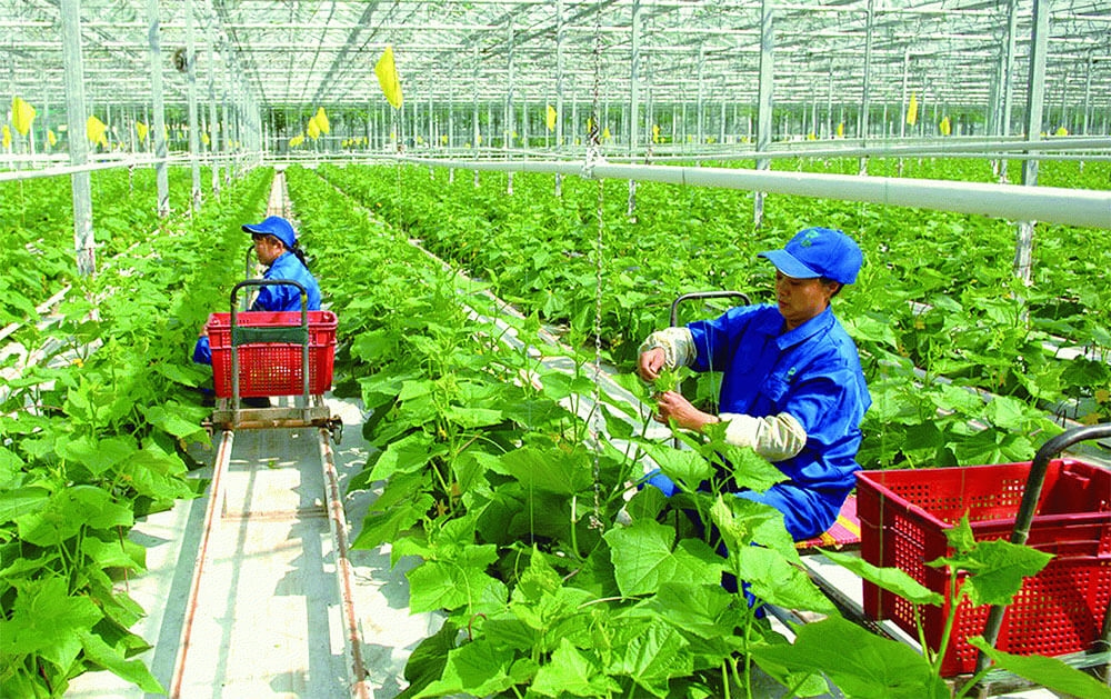 “Ì ạch” phát triển nông nghiệp hữu cơ