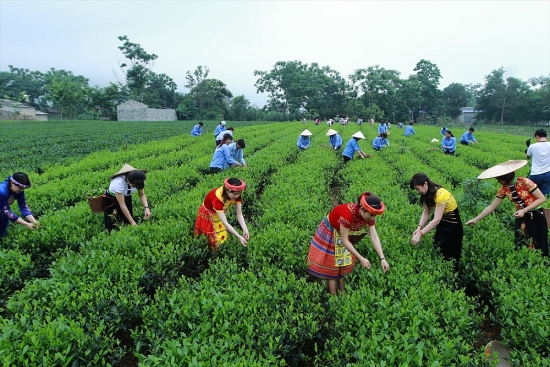 Phát huy thế mạnh của trung du và miền núi phía Bắc trong thu hút đầu tư