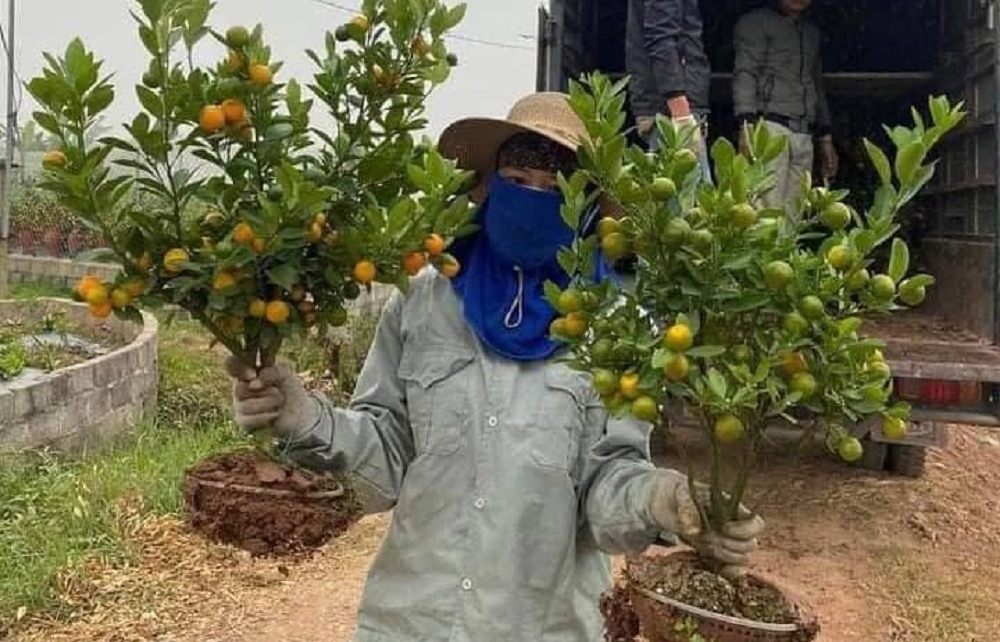 Hoa, cây cảnh mini lên ngôi dịp Tết Nhâm Dần