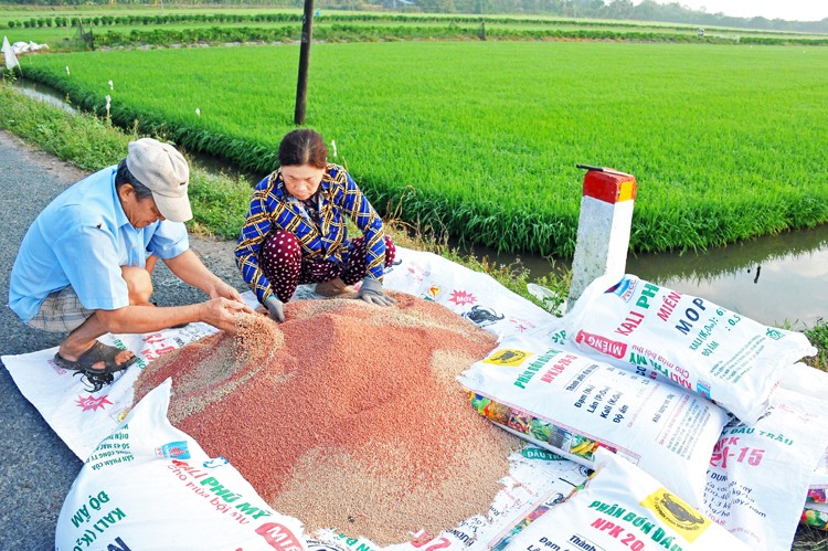Phân bón giả hoành hành