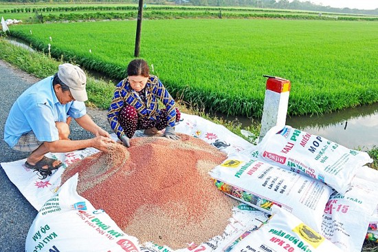 Phân bón giả hoành hành