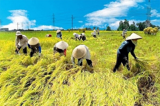 Luật hợp tác xã (sửa đổi): Khắc phục tối đa hạn chế, mâu thuẫn