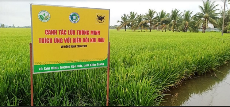 Canh tác lúa thông minh, sử dụng giống chất lượng cao là những biện pháp căn bản để tăng thu nhập khi đất lúa bị thu hẹp