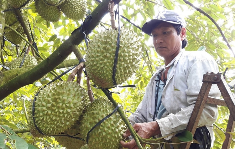 Phân bón hữu cơ cao cấp OM CAMAU: Đất giàu – Cây khỏe