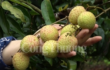 Vải thiều sớm Lục Ngạn: Đẹp mã, được giá