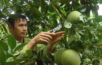 Mai sơn (Sơn La): Bí quyết “thuần phục” bưởi da xanh