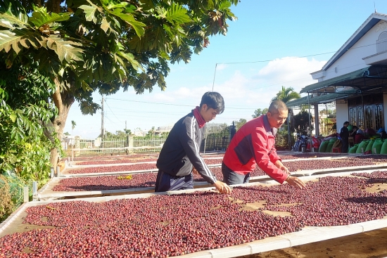 EVFTA giúp xuất khẩu cà phê vào Bắc Âu được hưởng lợi