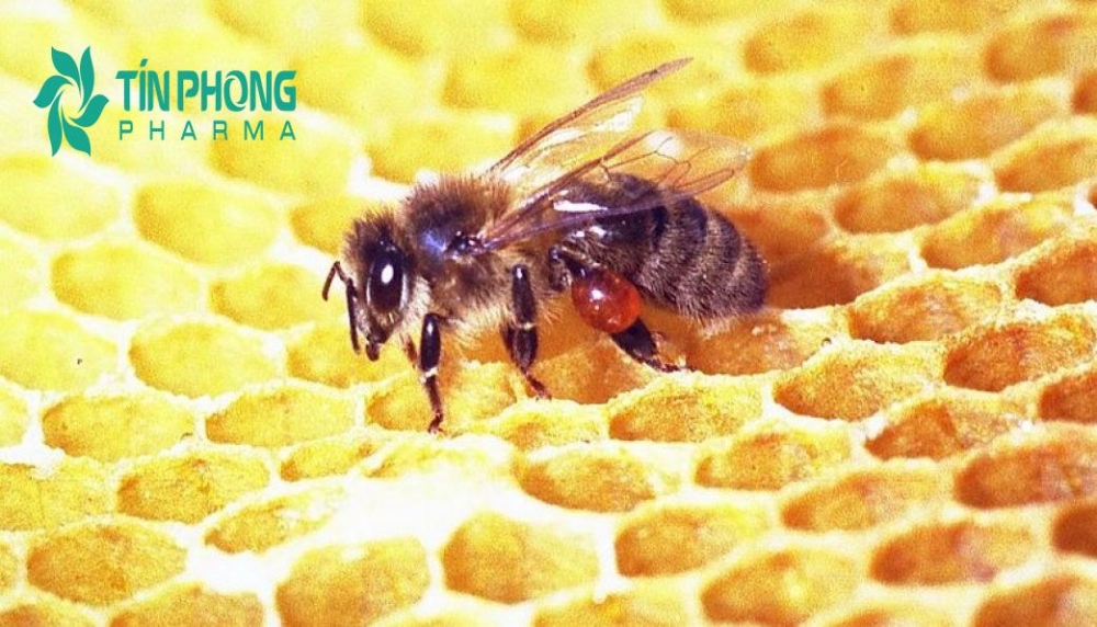 Bảo vệ răng miệng với kem đánh răng dược liệu Ong Việt của Dược Tín Phong
