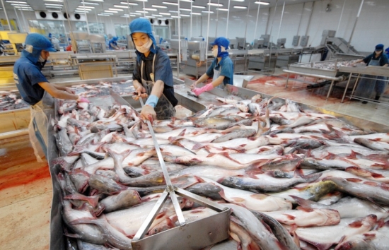 Cá tra Việt Nam được tiêu thụ nhiều nhất tại thị trường Bắc Âu