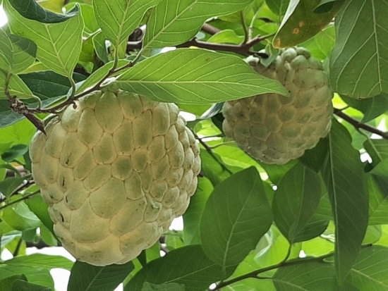 Tháo gỡ khó khăn về đầu ra cho na hoàng hậu