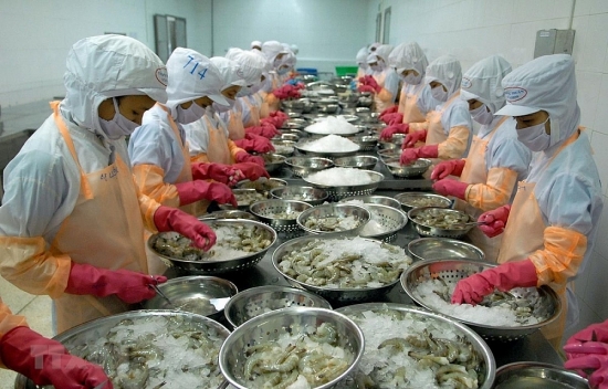 Xuất khẩu tôm hưởng lợi lớn từ EVFTA
