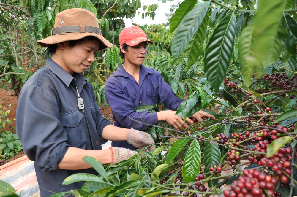 Bộ Công Thương “vào cuộc” xây dựng thương hiệu cho nông sản miền núi