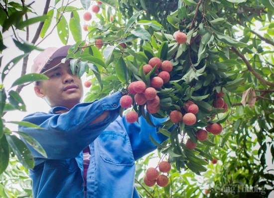 Bắc Giang kỳ vọng mùa vải Lục Ngạn năm 2021