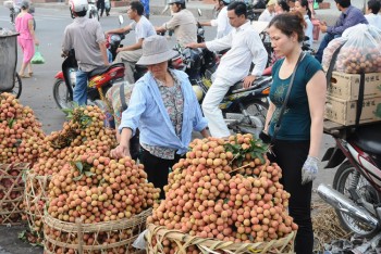 Lục Ngạn: Chủ động đón vụ vải mới