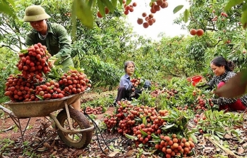 Ngành rau, quả năm 2020: Có cơ sở để kỳ vọng