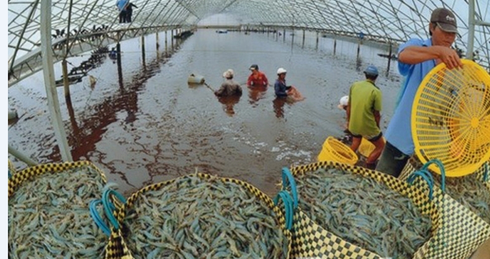 Hỗ trợ 102 tỷ đồng để phát triển thủy sản
