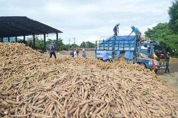 Trung Quốc tăng nhập khẩu sắn Việt Nam trong năm 2022