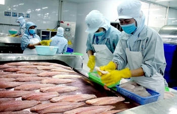Nuôi cá tra gặp khó
