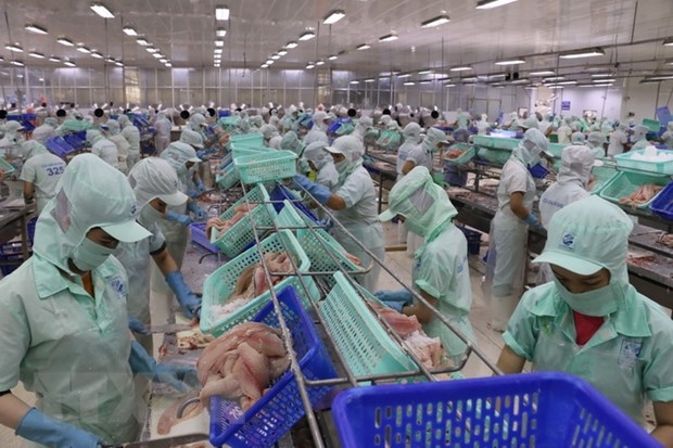 FSIS công nhận 19 nhà máy chế biến cá tra được xuất khẩu vào Mỹ