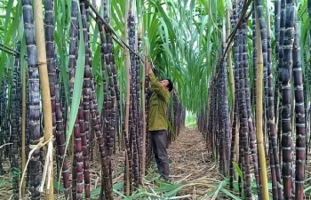 Ngành mía đường "tụt dốc"