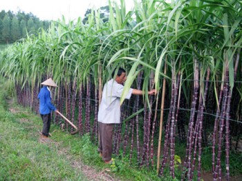 Mía đường gặp khó với biến đổi khí hậu