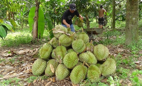 Khánh Hòa: Tìm đường ra cho trái cây Khánh Sơn