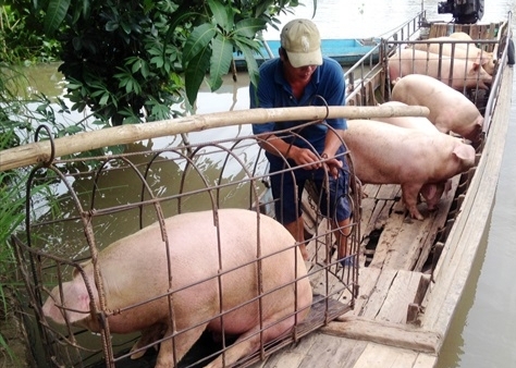 Giá heo hơi hôm nay 11/8: Tăng từ 1.000 – 2.000 đồng/kg