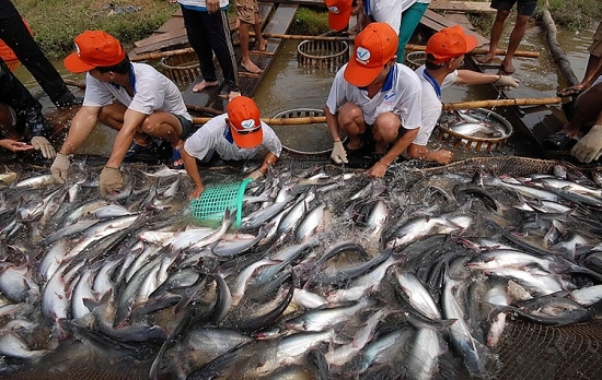 3.400 tỉ đồng để phát triển nuôi trồng thủy sản bền vững vùng đồng bằng sông Cửu Long