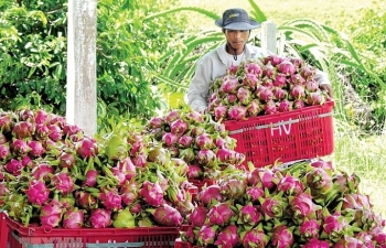Xuất khẩu rau, quả 2019: Khó về đích