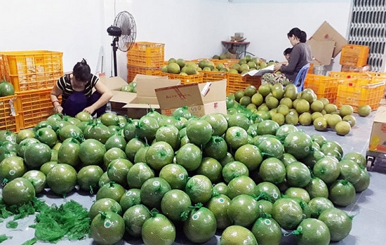 Đặc sản bưởi da xanh, chôm chôm… miền Tây giảm 40-50%, giá chỉ từ 6.000/kg