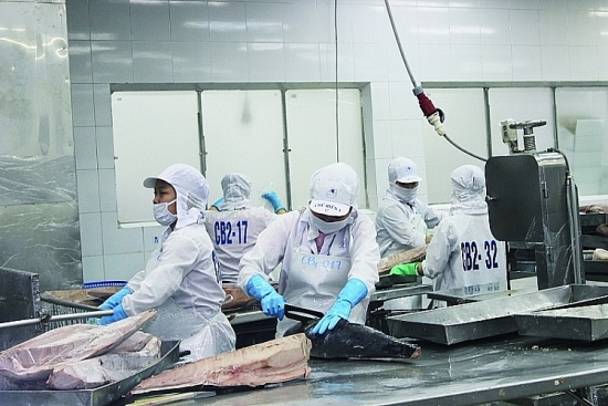 Xuất khẩu cá ngừ sang Trung Quốc tăng cao