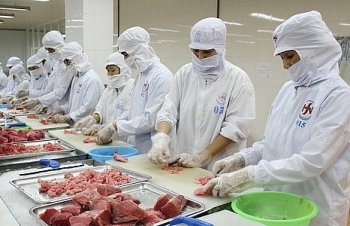 Xuất khẩu cá ngừ hạn chế vì thiếu nguyên liệu