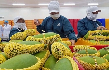 Xuất khẩu rau, quả: Khẳng định giá trị ở thị trường mới
