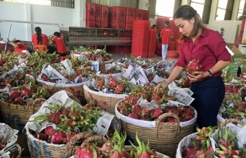 Origin traceability needed to boost exports to the EU