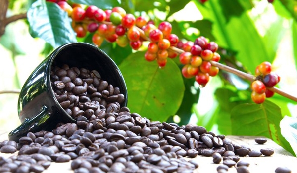 Thị trường hàng hoá ngày 19/5: Nhóm nguyên liệu công nghiệp giảm mạnh