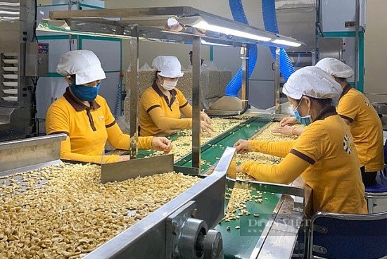 Toàn bộ 100 container hạt điều của Việt Nam bị lừa tại Italia đã được trả lại