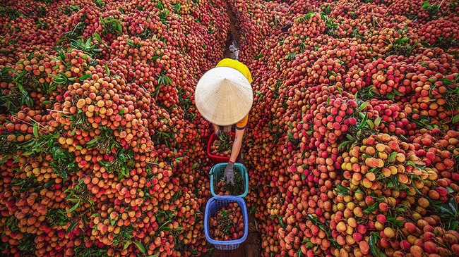 Bắc Giang: Chuyển đổi số để có đầu ra cho nông sản bền vững