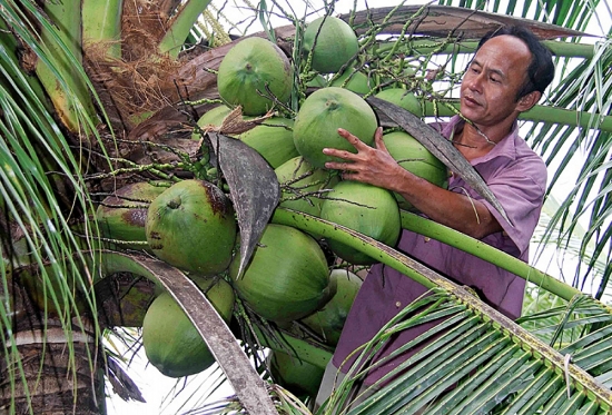 Nâng "chất" dừa Trà Vinh